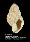 PLIOCENE Nassarius propinquus